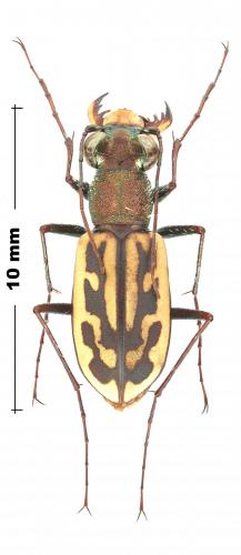 Réf. 245 236 : Lophyra senegalensis